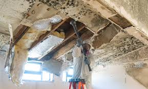 Trusted Round Lake Park, IL Mold Remediation Experts